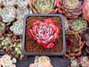 Echeveria 'Cholorabine' 1" Succulent Plant
