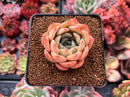 Echeveria 'Gemini' 2" Succulent Plant