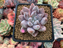 Echeveria 'Tolimanensis' 2"-3" Selected Clone Succulent Plant