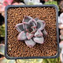 Echeveria 'Tremolo' 1" Succulent Plant