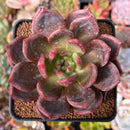 Echeveria 'Baekya' 3" Succulent Plant