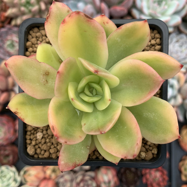 golden glow succulent care Echeveria 'Golden Glow' Variegated 4