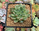 Echeveria Agavoides 'Miracle' Variegated 2" Succulent Plant
