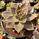 Echeveria Agavoides 'Jade Star' 4"-5" Succulent Plant