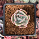 Echeveria 'Berkley Light' Variegated 1” Succulent Plant