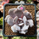 Echeveria 'Milk Purple' 1" New Hybrid Powdery Succulent Plant