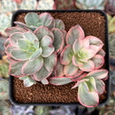 Echeveria 'Suyon' Variegated 3" Cluster Succulent Plant