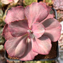 Echeveria 'Suyon Frill' Variegated 2"-3" Succulent Plant
