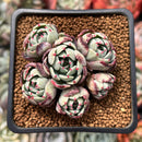 Echeveria 'Nanahukumini' 2" Cluster Succulent Plant