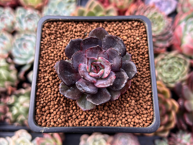 black tie succulent Echeveria 'Black Tan' 1" Succulent Plant – True Succulents Plant Co
