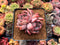 Echeveria 'Glam Pink' 2" Cluster Succulent Plant