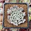 Echeveria 'Revolution' 2" Succulent Plant