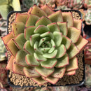 Echeveria Agavoides 'Chou' 4" Succulent Plant