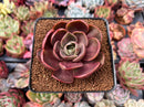 Echeveria 'Red Tan' 2" Succulent Plant