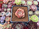Echeveria 'Herbion' 1" Succulent Plant