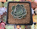 Echeveria 'Sunset' 1" Succulent Plant
