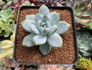 Echeveria 'Potosina' Hybrid 2" Succulent Plant