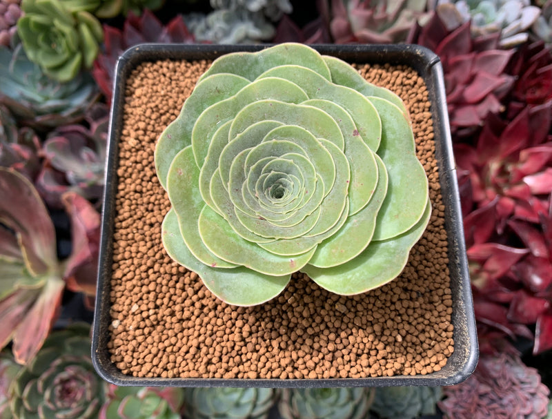 Greenovia 'Summer Rose' 2