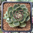 Echeveria Agavoides 'Black Queen' Hybrid 2" Succulent Plant