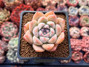 Echeveria 'Sofia' 2" Succulent Plant
