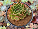 Echeveria Agavoides sp. 4" Succulent Plant