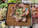 Echeveria 'Sharman' 2" Succulent Plant