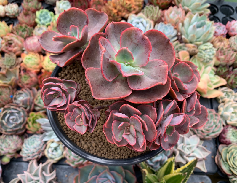 suyon succulent Echeveria 'Suyon' 5" Cluster Succulent Plant – True Succulents Plant Co