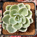 Echeveria 'Lemon Lime' Variegated 2"-3" Succulent Plant
