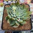 Echeveria 'Hoke' 3" Succulent Plant