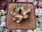 Echeveria Agavoides 'Eclipse' 2" New Hybrid Succulent Plant