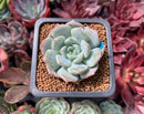 Echeveria 'Heila' 1" New Hybrid Succulent Plant