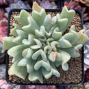 Echeveria 'Topsy Turvey' 4" Cutting Succulent Plant