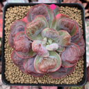 Echeveria 'Hearts Delight' 2"-3" Succulent Plant