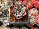 Echeveria 'White Champaign' 1" Succulent Plant