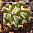 Echeveria 'Black Hawk' 2" Succulent Plant