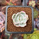 Echeveria 'Berkley Light' Variegated 1” Succulent Plant
