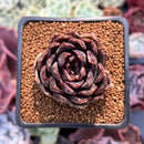 Echeveria 'Black Cave' 2" New Air Magic Hybrid Succulent Plant