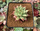 Echeveria Agavoides 'Early Morning Star' 2" Succulent Plant