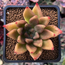 Echeveria Agavoides 'Planetary Stars' 2" Succulent Plant