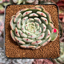 Echeveria 'Jackal' 2"-3" Succulent Plant