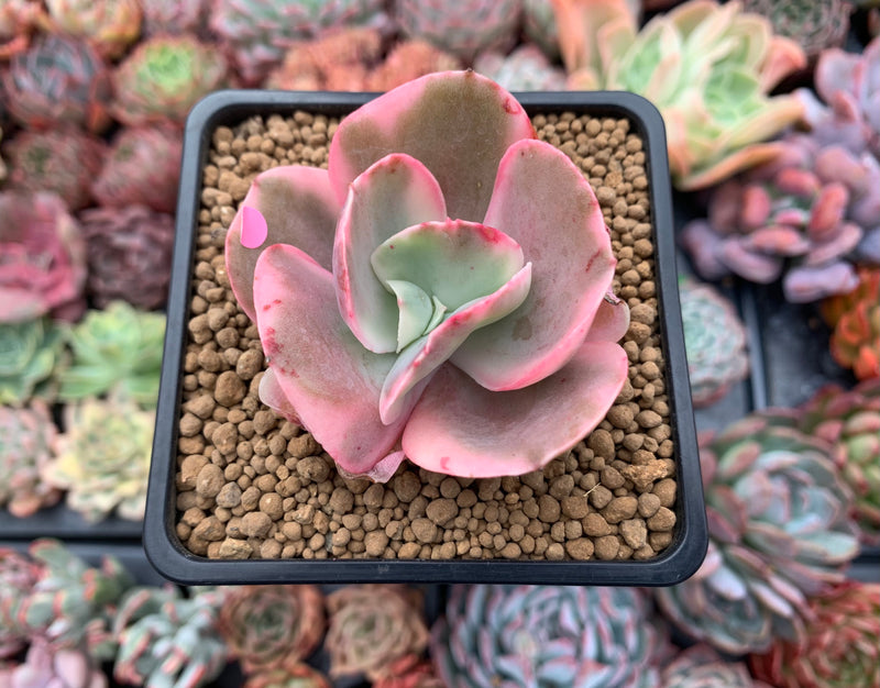 suyeon succulent Echeveria 'Suyeon Frill' Variegated 2" Succulent Plant