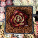 Echeveria Agavoides 'Black King' 2" Succulent Plant