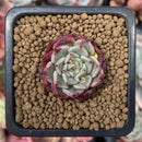Echeveria 'Sarahime' 1/2" Small Seedling Succulent Plant