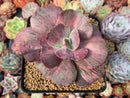 Echeveria 'Suyon Frill' Variegated 3" Succulent Plant