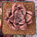 Echeveria Agavoides 'Shaikh' 2" Succulent Plant