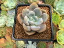 Echeveria 'Queens Bowl' 2" New Hybrid Succulent Plant