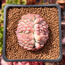 Echeveria 'Charming Blue' Crested 1"-2" Succulent Plant