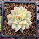 Echeveria 'Mebina' Variegated 2" Succulent Plant
