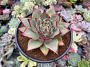 Echeveria Agavoides 'Magnum' 4" Succulent Plant