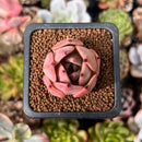 Echeveria 'Pink Lily' 1" Succulent Plant